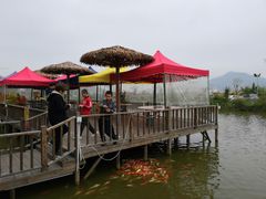 -一煲鸽