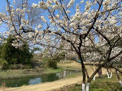 -两河城市森林公园