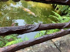 -海南热带野生动植物园