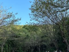 -千岛湖天屿景区