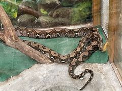 -上海大自然野生昆虫馆
