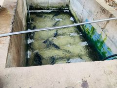 -姥家大锅台水库渔家