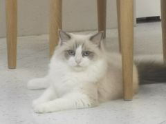 -喵园·猫主题咖啡厅·撸猫·猫咖(国贸店)