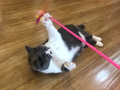 -滚猫咖啡·猫咖·猫友好撸猫(未来城店)
