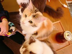 -猫色咖啡·猫咖