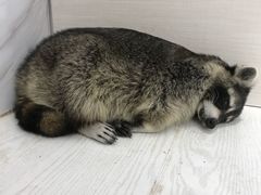 -浣熊柯尔鸭土拨鼠·电玩咖