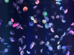 -海合安成都极地海洋公园