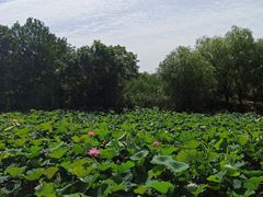 -长兴太湖图影湿地文化园