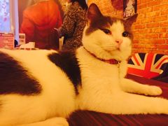 -名猫咖啡馆·撸猫·拼豆