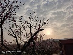 -香雪海