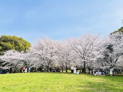 -上海共青森林公园