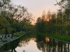 -上海共青森林公园