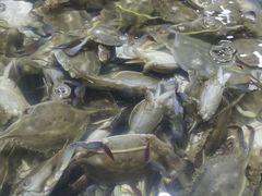 -聚盛源蒸汽海鲜火锅烤肉自助(巨川金海岸购物广场店)
