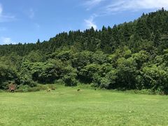 -武陵山森林公园