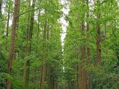 -东平国家森林公园