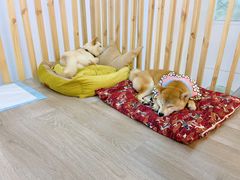 -柴迷FANS CLUB·柴犬狗咖·猫咖