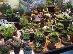 -万商花鸟市场