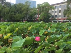 -四川大学(望江校区)