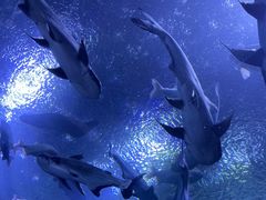 -成都浩海立方海洋公园