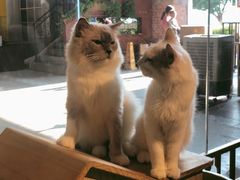 -more than meow吴止猫主题餐厅(承德 中船汇店)