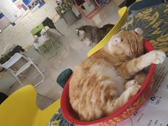 -平行世界·猫咖(首经贸店)