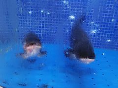 -香山湖渔家大院