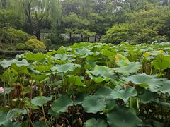 -秋霞圃