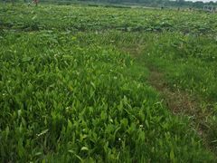 -白鹭湾湿地公园