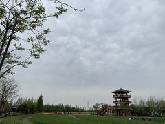 -杭州湾海上花田景区