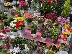 -哈尔滨道外花鸟鱼市场