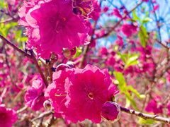 -南国桃园旅游度假区