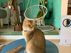 -猫在这儿猫咪咖啡馆·撸猫馆