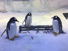 -芜湖新华联大白鲸海洋公园