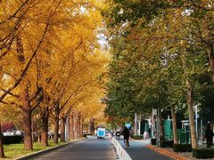 -三里屯东五街银杏大道