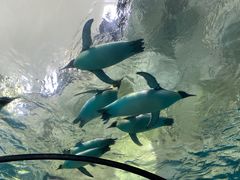 -珠海长隆海洋王国