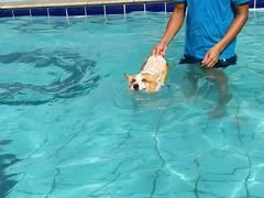 -趣玩宠物乐园寄养训犬训狗游泳池