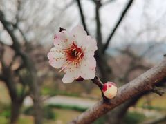 景点-香雪海