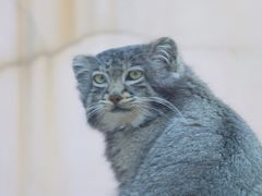 -青藏高原野生动物园
