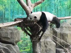 -灵玲国际马戏城