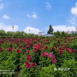 可是远远就看到湖水和其他湖水没什么两样