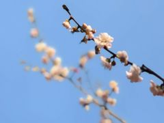 -中山市树木园
