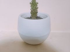 -八婆婆烧仙草(中山路店)