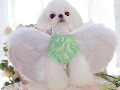 -萌宠之家·腊肠犬·马尔泰·小体犬舍