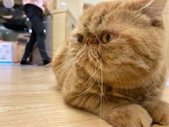 -猫和宫(六道口店)