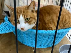 -四月宠物医院·猫专科·心脏专科·内科(转塘店)