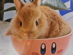 -大象厨房(重庆道店)