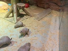 -正佳雨林生态植物园