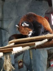 -Zoolung Zoolung动物主题公园(海信广场店)