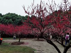-潮府馆·非遗潮州菜·港式点心(世纪公园店)