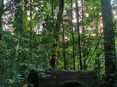 -武吉知马自然保护区